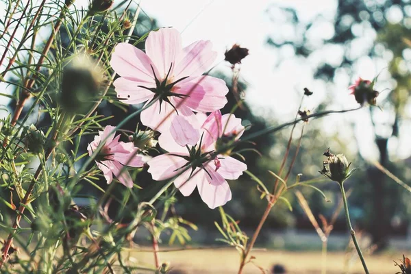 Розовые Казачьи Цветы Саду — стоковое фото