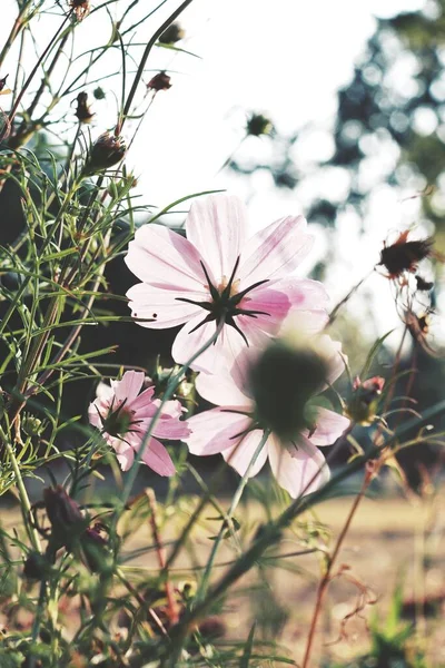 Vacker Rosa Kosmos Blommor Trädgården — Stockfoto
