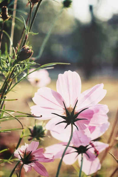 Mooi Van Roze Kosmos Bloemen Tuin — Stockfoto