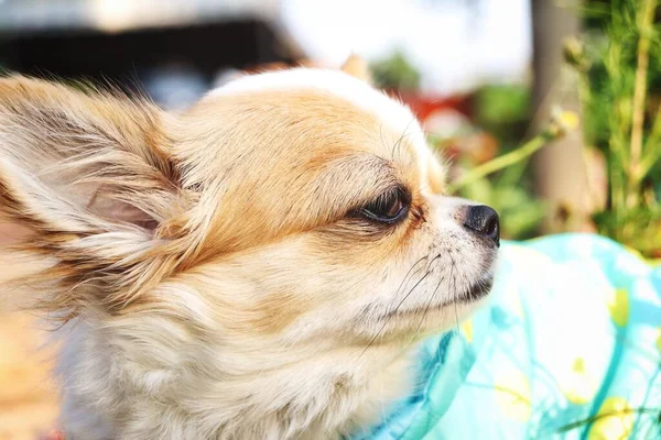 Chihuahua Chien Une Chemise Avec Des Fleurs Dans Jardin — Photo