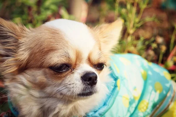 Chihuahua Cão Uma Camisa Com Flores Jardim — Fotografia de Stock