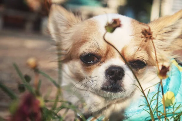 Chihuahua Perro Una Camisa Con Flores Jardín —  Fotos de Stock