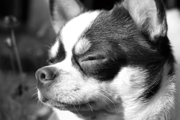 Chihuahua Pies Koszula Kwiatami Ogrodzie — Zdjęcie stockowe