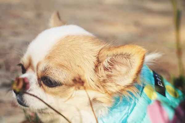 Chihuahua Perro Una Camisa Con Flores Jardín —  Fotos de Stock