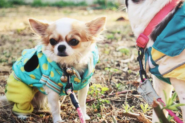 Chihuahua Chien Laisse Promenades Dans Parc — Photo