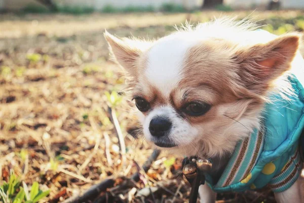 Chihuahua Σκυλί Και Ένα Πουκάμισο Λουλούδια Στον Κήπο — Φωτογραφία Αρχείου