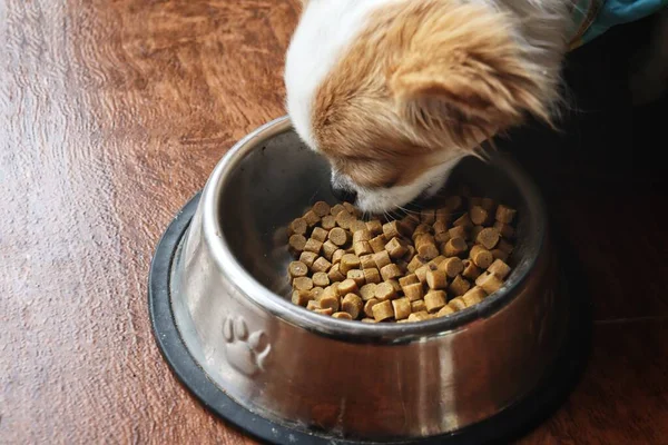 Chihuahua Cão Comendo Alimentos Secos — Fotografia de Stock