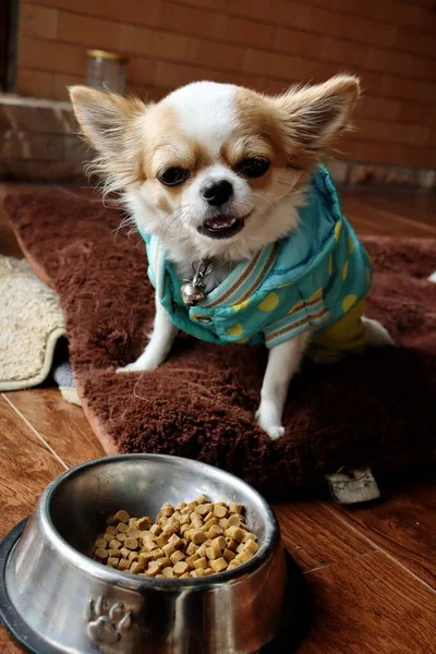 赤化狗吃干粮 — 图库照片