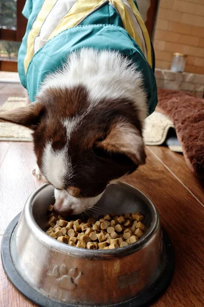 Chihuahua dog eating dried food