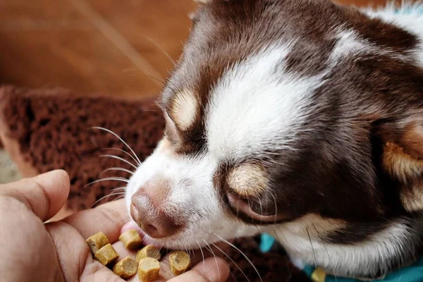 Chihuahua Cão Comendo Alimentos Secos — Fotografia de Stock