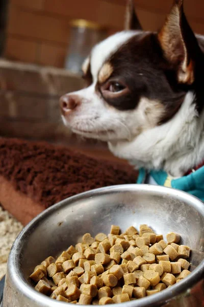 Chihuahua Cão Comendo Alimentos Secos — Fotografia de Stock