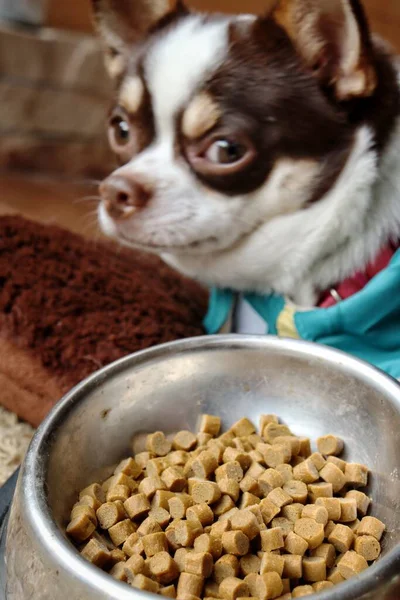 Chihuahua Cão Comendo Alimentos Secos — Fotografia de Stock