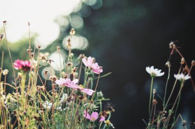 Pembe kozmos çiçekleri eski tarz.