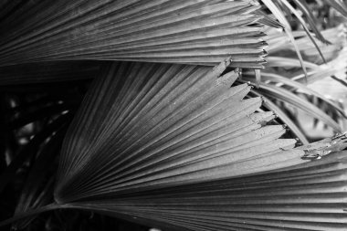 Yeşil tropik yaprakların güzelliği