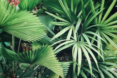 Yeşil tropik yaprakların güzelliği