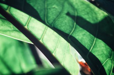Yeşil tropik yaprakların güzelliği