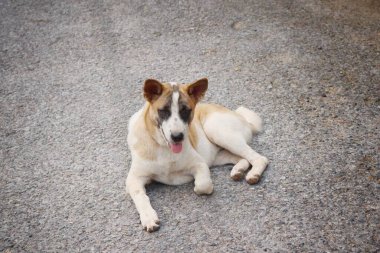 Taylandlı bir köpek yolda.