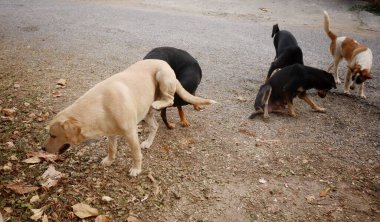 Taylandlı bir köpek yolda.
