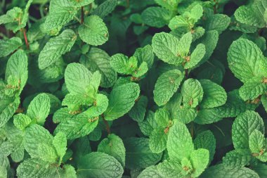 Nane yaprakları bahçede bitki yetişiyor.