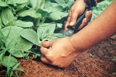 Sebzeler taze marul topluyor.