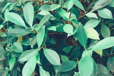 Yeşil yapraklar arkaplan veya doku