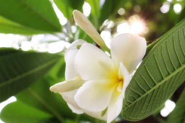 Beyaz frangipani tropik çiçeklerinin güzelliği