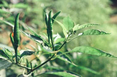 Yeşil biber ve yapraklı bitki