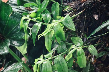 Yeşil tropik yaprakların güzelliği