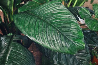 Yeşil tropik yaprakların güzelliği