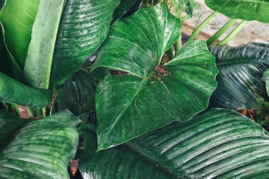 Yeşil tropik yaprakların güzelliği