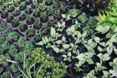 Tohumlar güzel ve saksılar bahçede