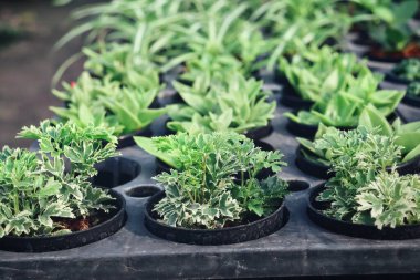 Tohumlar güzel ve saksılar bahçede