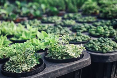 Tohumlar güzel ve saksılar bahçede