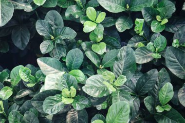 Yeşil tropik yaprakların arkaplan dokusunun güzelliği