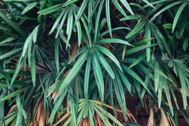 Yeşil tropik yaprakların arkaplan dokusunun güzelliği
