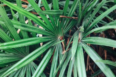 Yeşil tropik yaprakların arkaplan dokusunun güzelliği