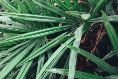 Yeşil tropik yaprakların arkaplan dokusunun güzelliği