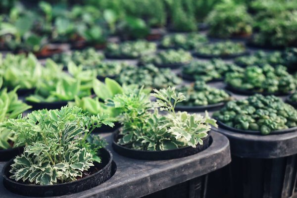 О рассаде и горшке в саду