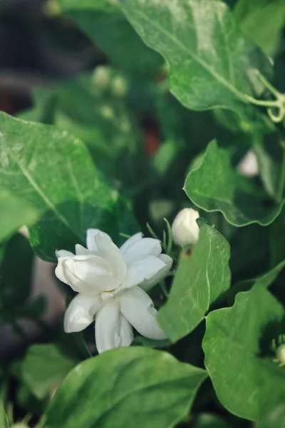 Mooi Van Jasmijn Witte Bloemen Met Bladeren Tuin — Stockfoto