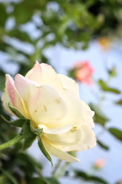 Όμορφη Από Λευκά Λουλούδια Τριαντάφυλλο Άνοιξη Στον Κήπο — Φωτογραφία Αρχείου