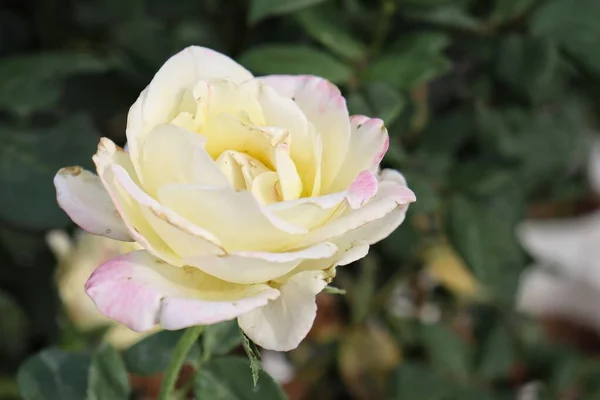 Belle Fleurs Roses Blanches Printemps Dans Jardin — Photo