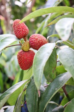Ağaçta yeşil yapraklı kırmızı tropikal meyve.