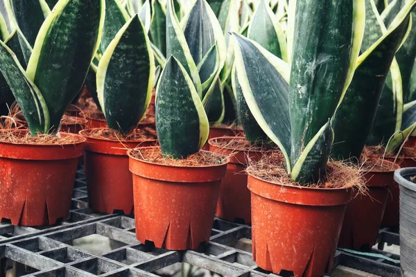 Bonito Plântulas Tropicais Pote Jardim — Fotografia de Stock