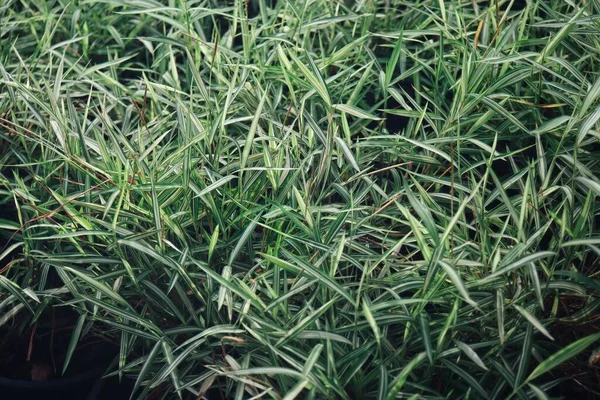 Close Grama Verde Planta Fundo Textura — Fotografia de Stock