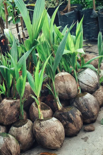 Bella Piantina Cocco Pentola Giardino — Foto Stock