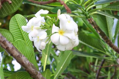 Beyaz frangipani tropikal çiçekleri ve yeşil yaprakların güzelliği