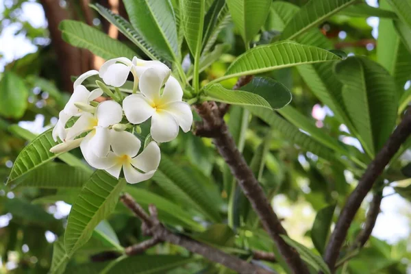 Hermosa Frangipani Blanco Flores Tropicales Hojas Verdes — Foto de Stock