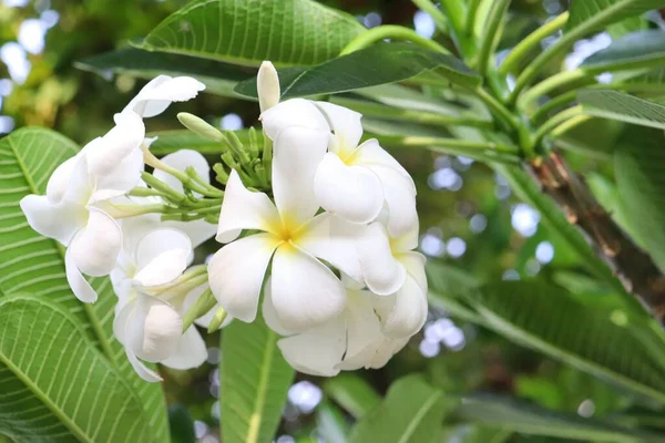 Hermosa Frangipani Blanco Flores Tropicales Hojas Verdes —  Fotos de Stock