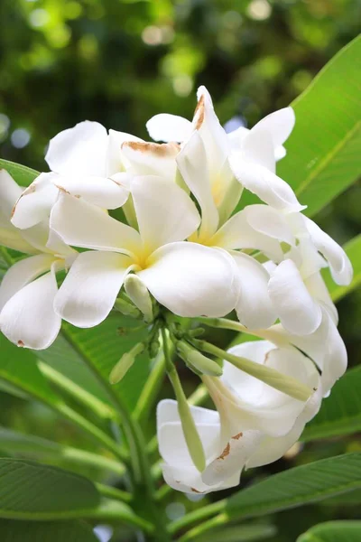 Hermosa Frangipani Blanco Flores Tropicales Hojas Verdes — Foto de Stock