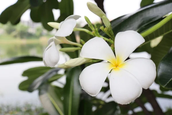 Hermosa Frangipani Blanco Flores Tropicales Hojas Verdes —  Fotos de Stock